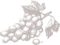 Illustrazione di un grappolo d'uva, simbolo della tradizione vinicola piemontese