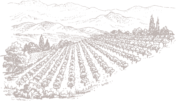 Illustrazione di vigneti nelle colline del Piemonte, paesaggio vinicolo delle Langhe