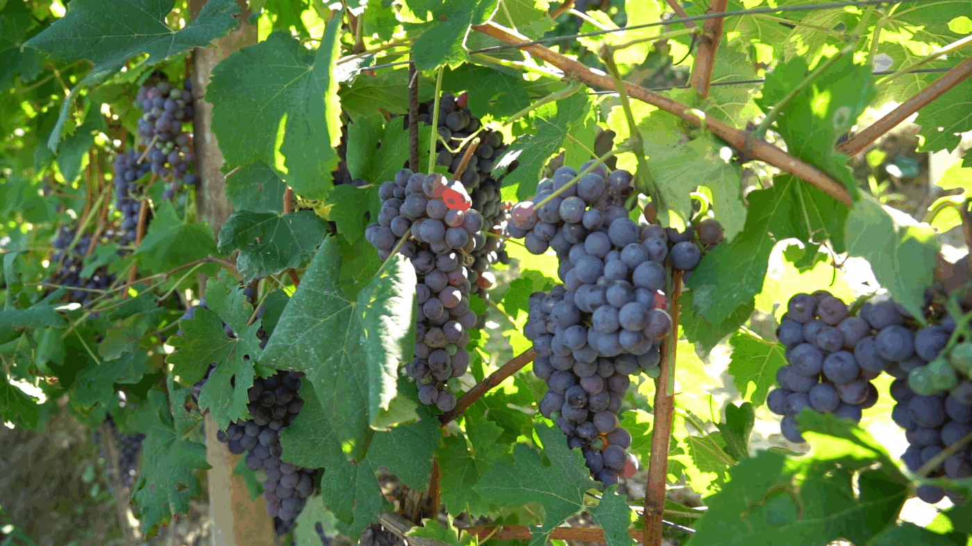 Vino delle langhe tipico piemontese barbera nebbiolo