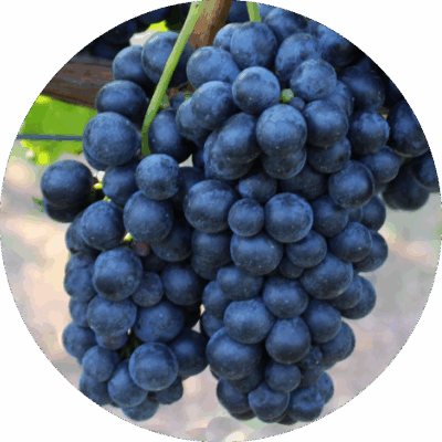 barbera d alba doc cascina nada