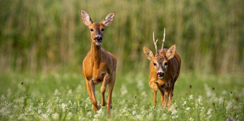 carpioli fauna Roero e Langhe