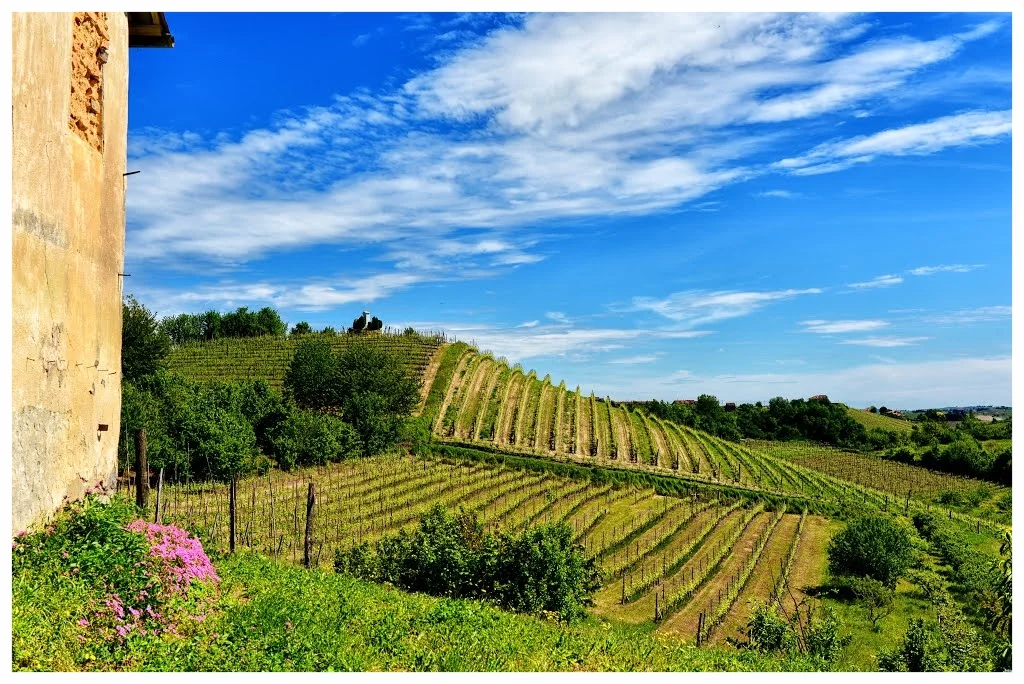 montaldo roero colline vitigni arneis docg langhe